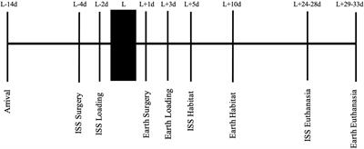 Systemic effects of BMP2 treatment of fractures on non-injured skeletal sites during spaceflight